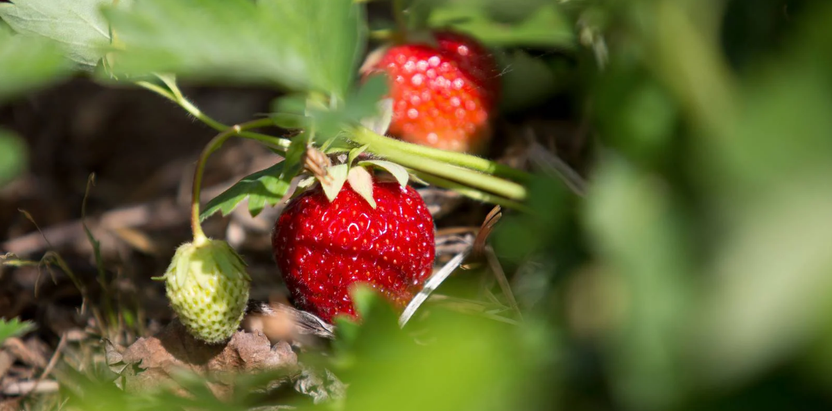 Foto: Torstein Bøe / NTB
