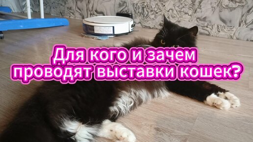 Выставки кошек -для кого их проводят