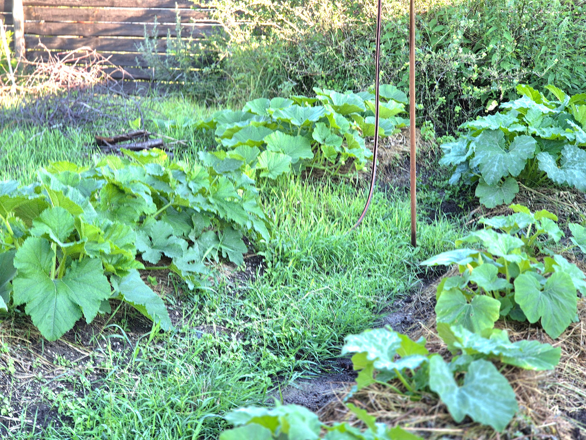 Было так. Фото сделано 6 июля.