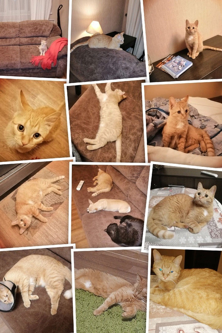 Плохо жить с занудным мужиком. Хорошо жить с котиком. Вот такой коллаж с моим младшим котом мне сделал гугл фото.