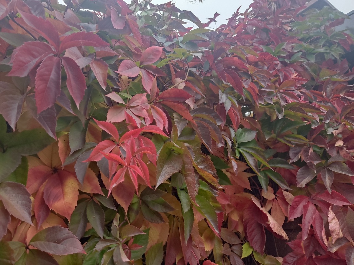 Девичий виноград - страшный кошмар многих дачников средней полосы