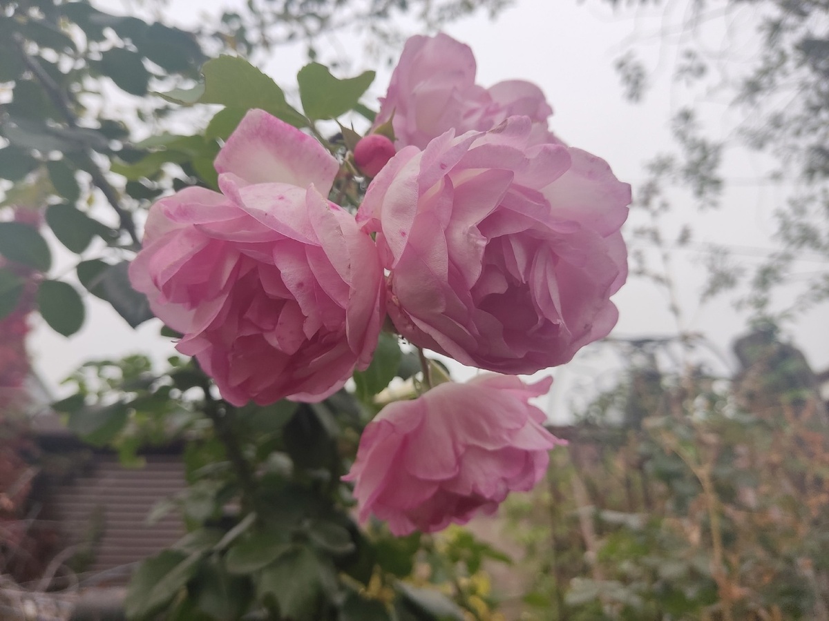 Плетистая роза, сорт Jasmina