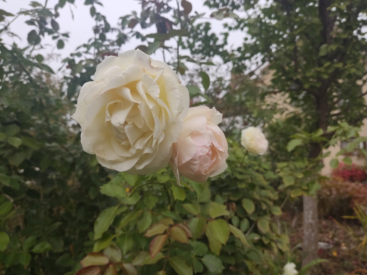 Плетистая роза, сорт Palais Royal