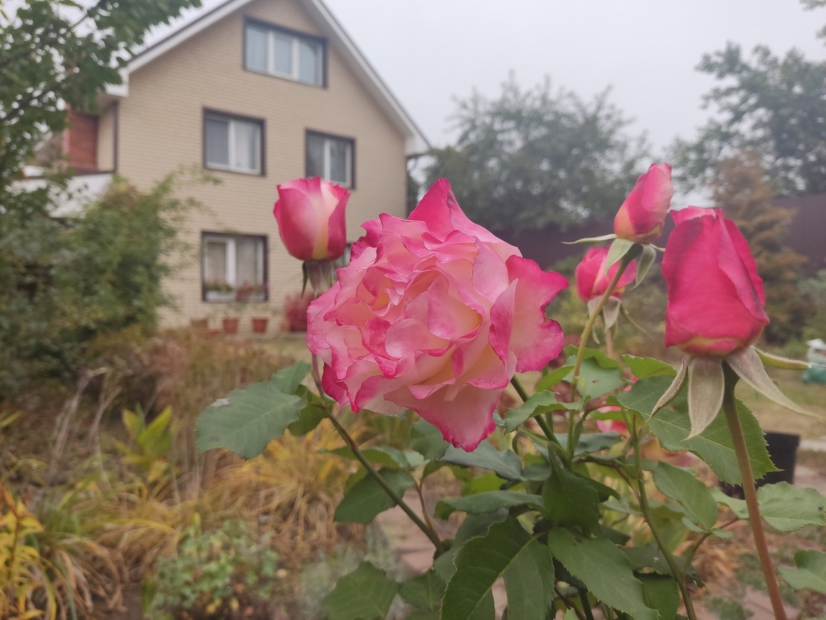 Чайно-гибридная роза, сорт Double Delight