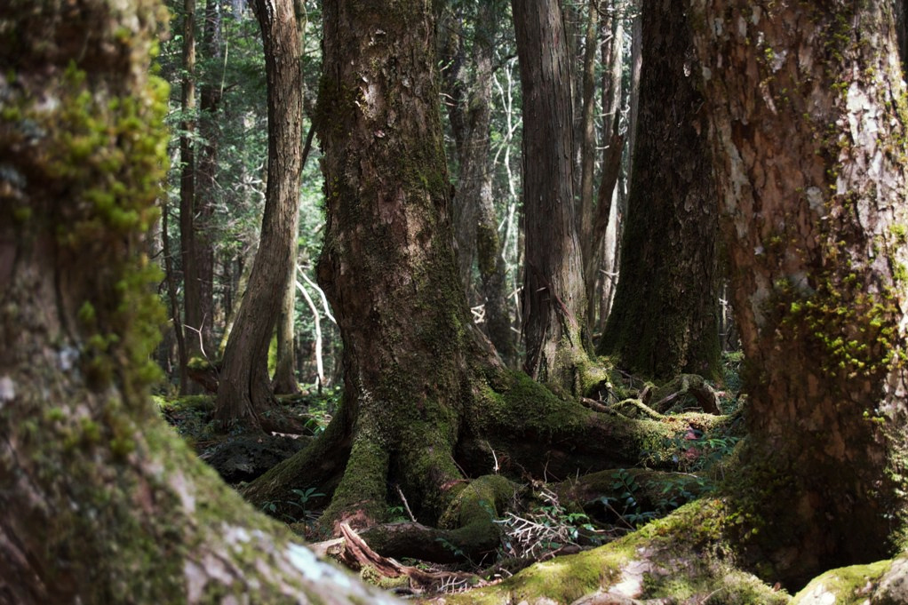 Лес Аокигахара. Япония. Взято из открытых источников..