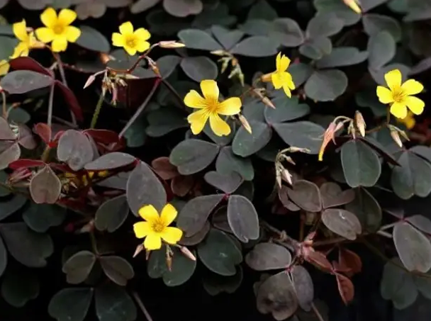 Чего не нести в сад никогда. Опыт, омытый слезами