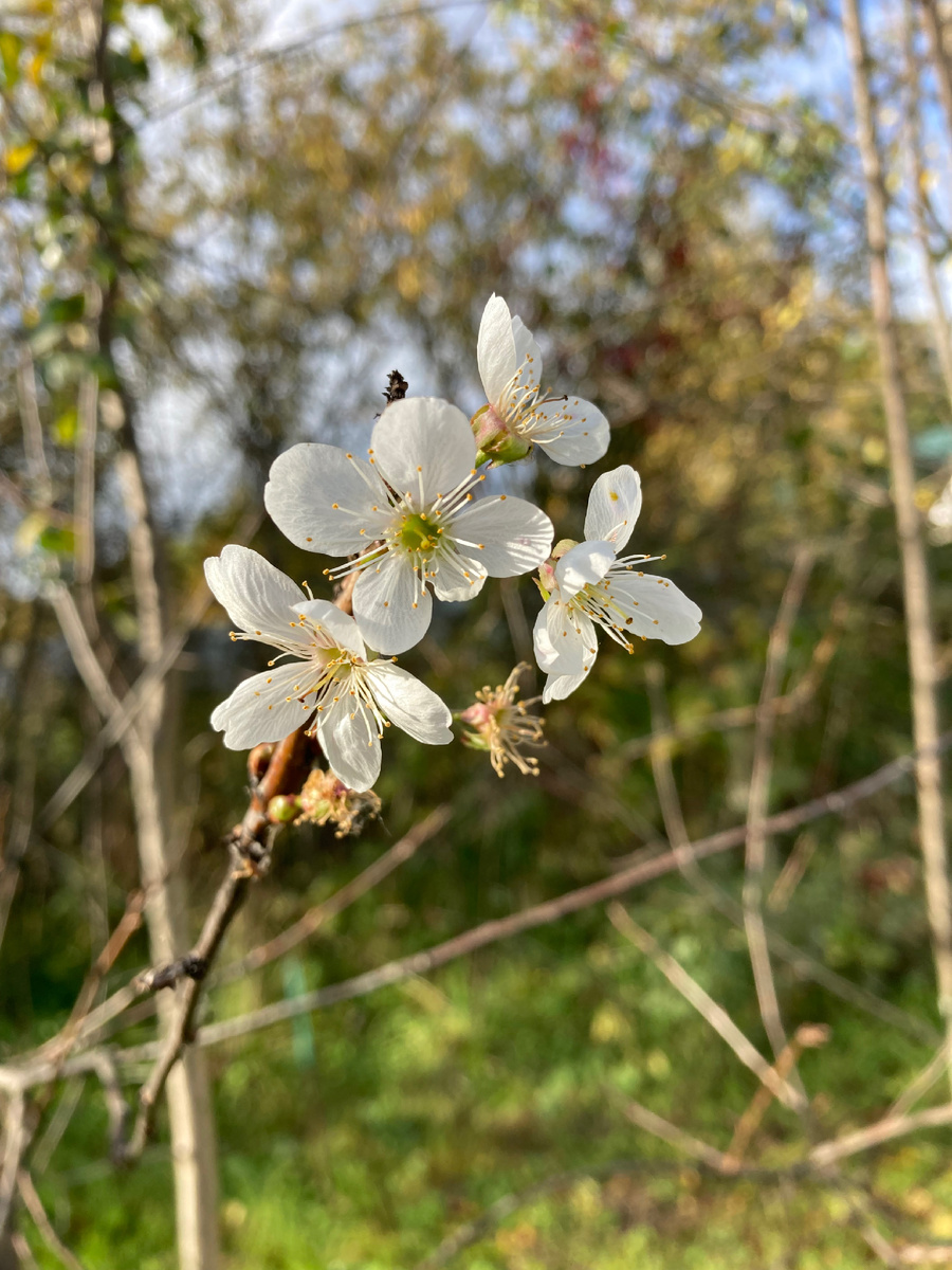 02.10.2024 в деревне цветет вишня 🍒 