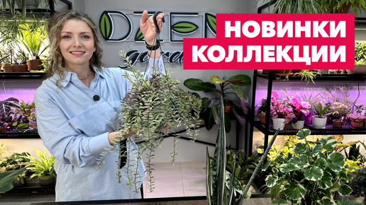 Скачать видео: Новые комнатные растения в коллекции » Красная Нива и Совместная закупка