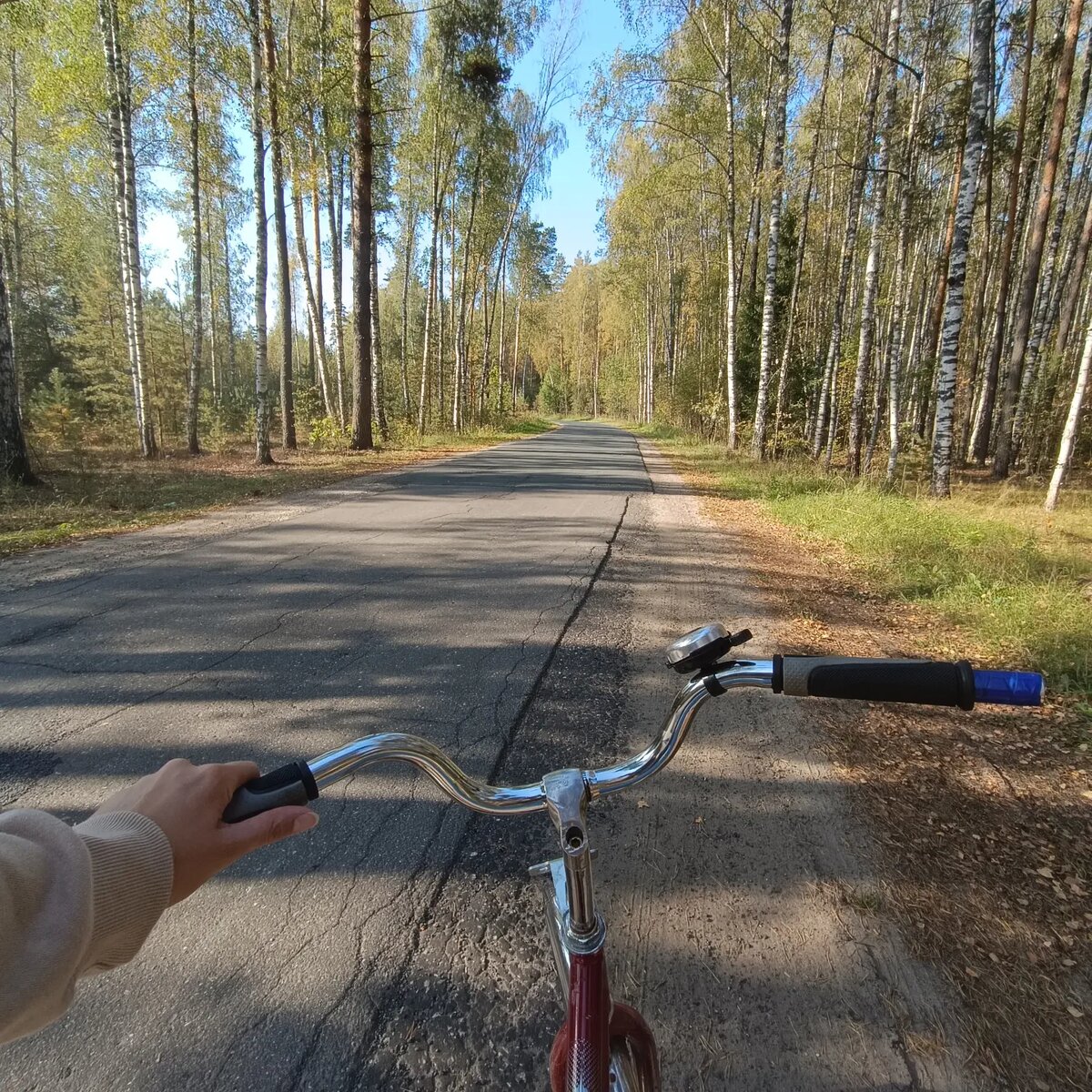 Сосновый лес вокруг базы отдыха