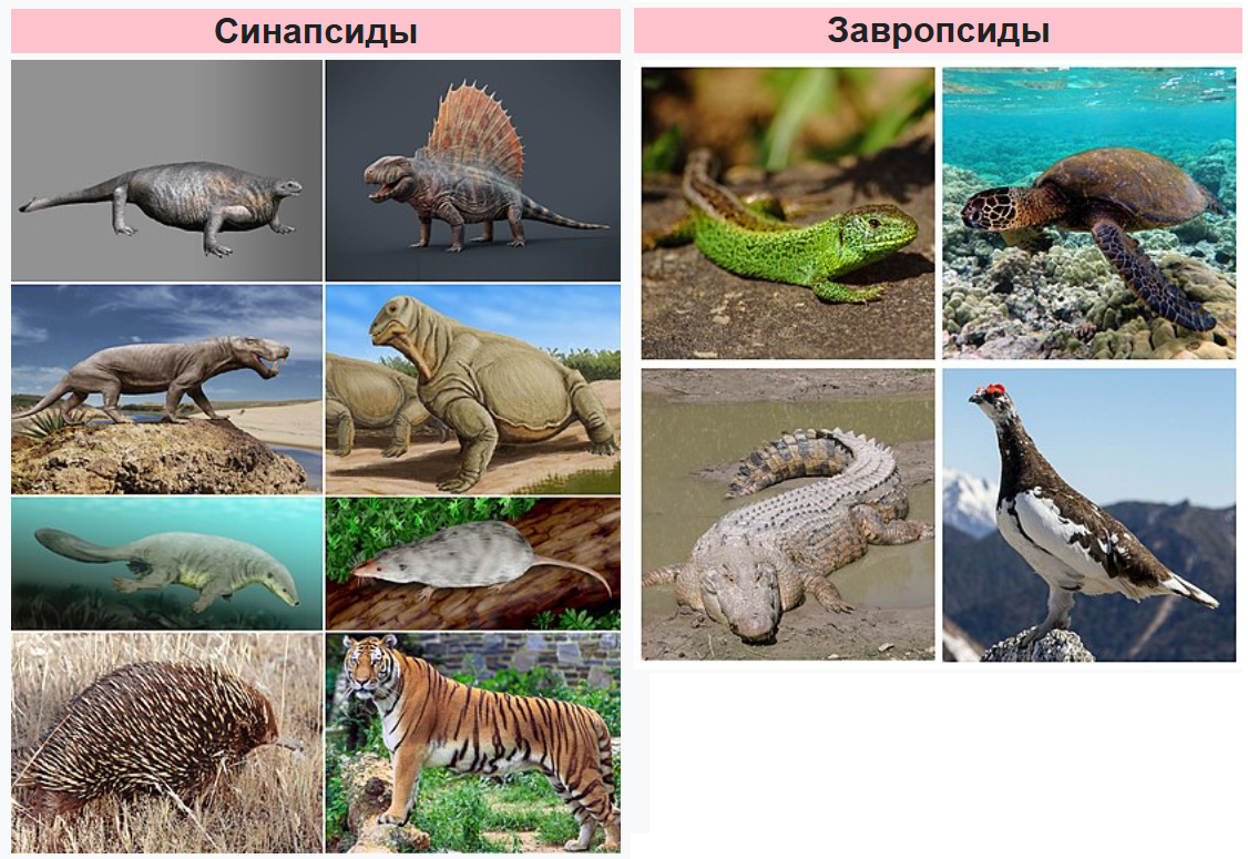 Клады синапсид и завропсид (источник: Википедия). От класса млекопитающих почему-то выступает тигр. 