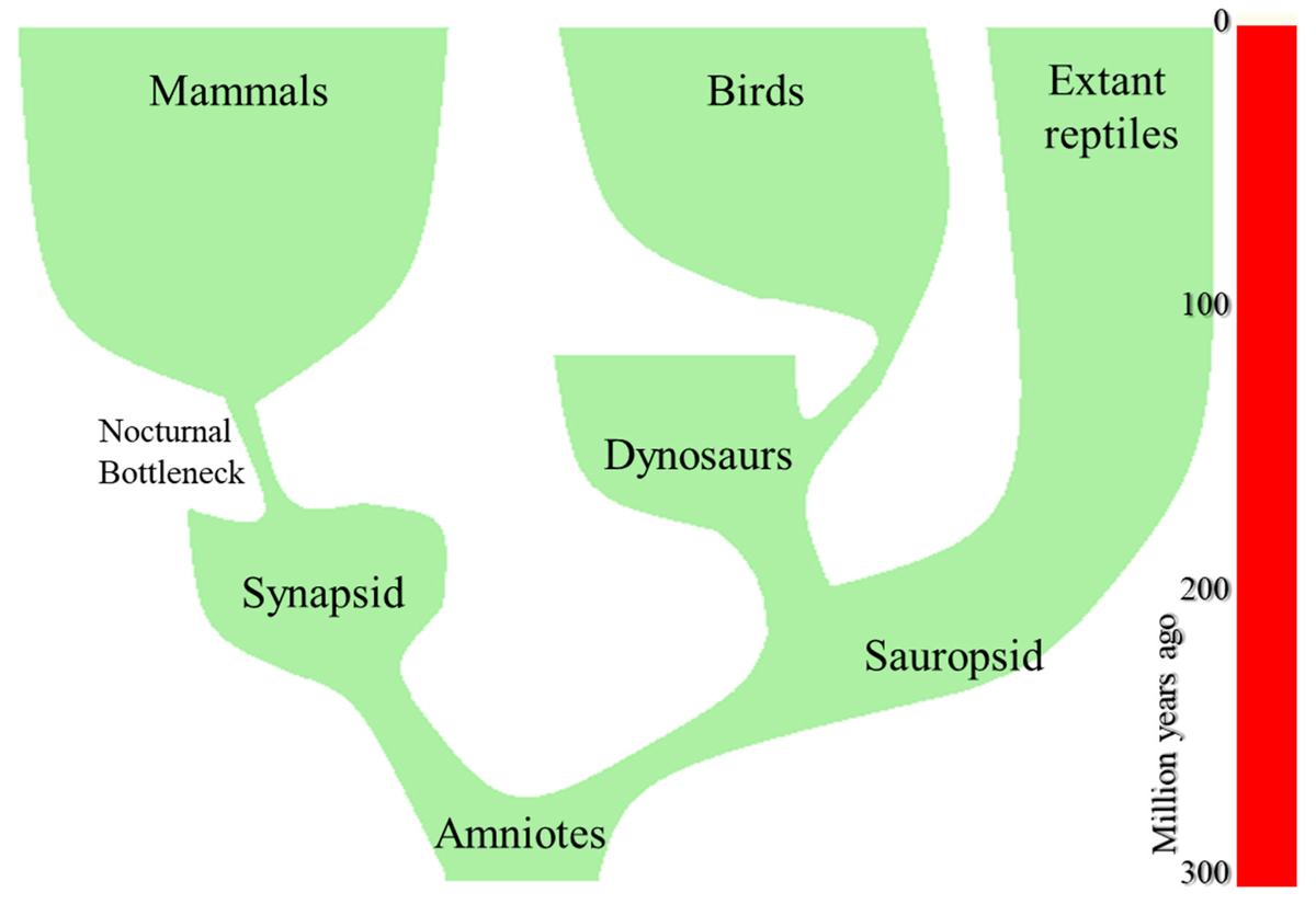 Как жизнь сложилась у синапсид и завропсид (источник: https://www.mdpi.com/2079-7737/11/5/734)