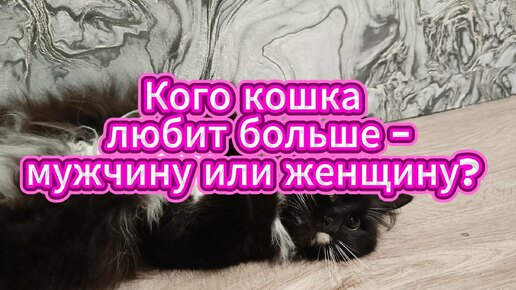 Кошка любит больше женщин, чем мужчин