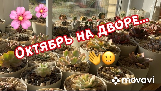 Октябрь на дворе…👋🙂🌸