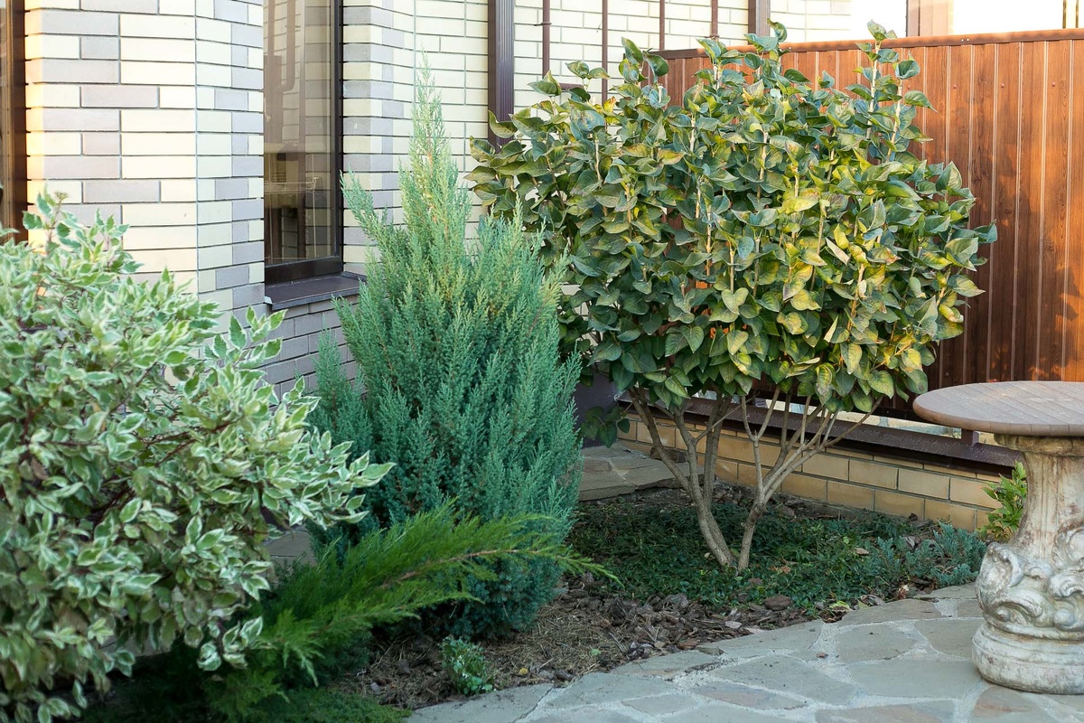 Автор фото Елена Якимова / Greenfingers