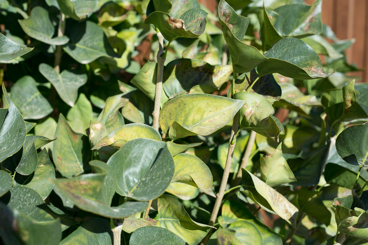 Автор фото Елена Якимова / Greenfingers