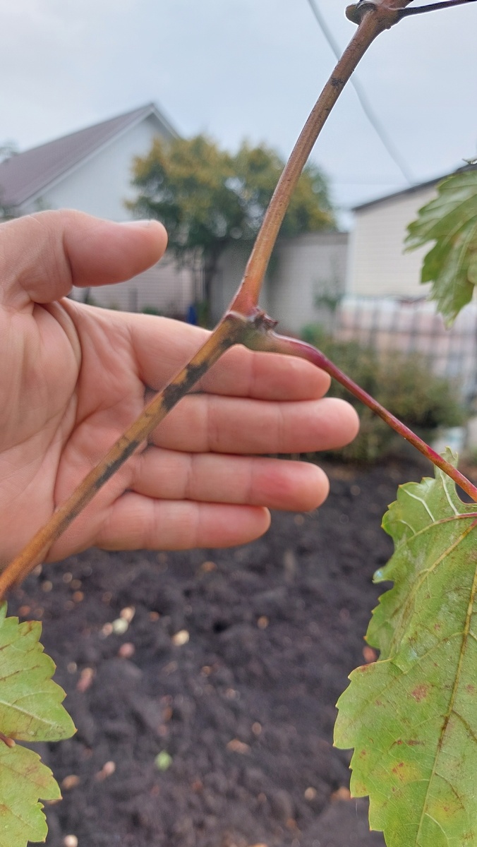 Фото подписчика 