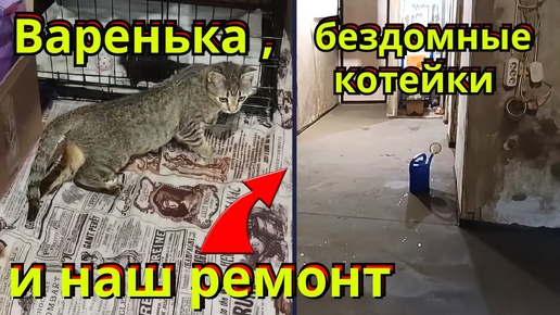 Варенька, бездомные котейки и наш ремонт.