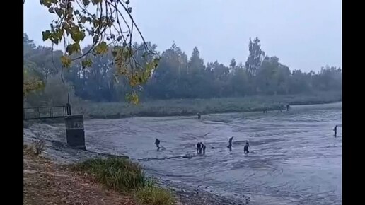 Со дна обмелевшего ночью в Чайковичах озера брянцы сгребли десятки тонн рыбы