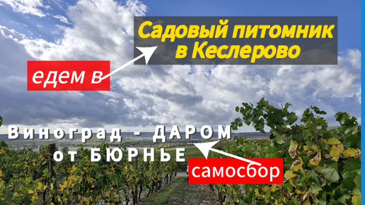 Собираем ВИНОГРАД в БЮРНЬЕ. Едем в классный ПИТОМНИК в Кеслерово.