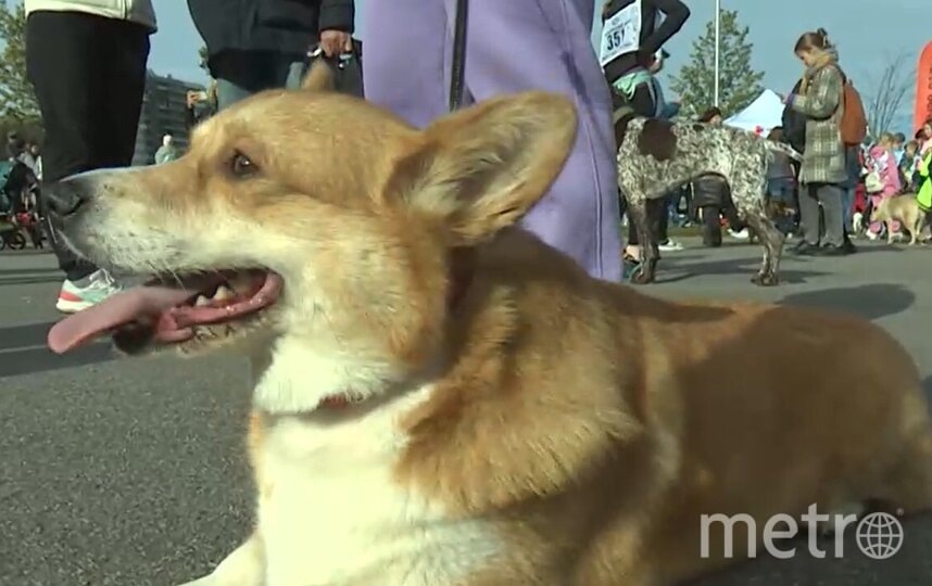    скриншот репортажа телеканала "Санкт-Петербург"