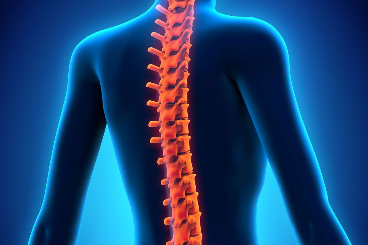 Леденящее позвоночник. Здоровый позвоночник. Позвоночник девушка. Спина здорового человека. Позвоночник женщины.