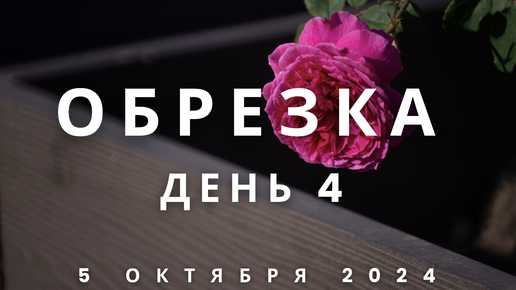 День 4 - хроника подготовки роз к зиме. 5 октября 2024