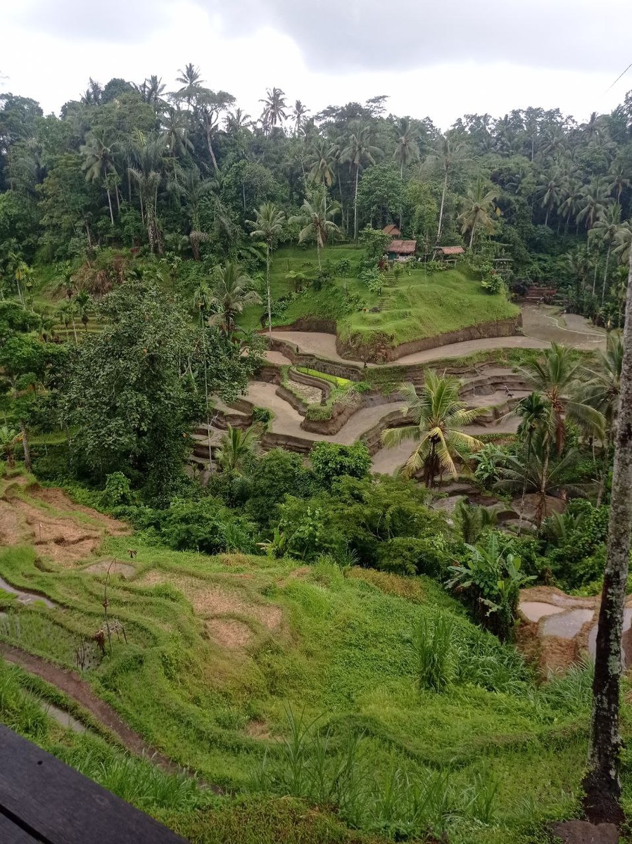 Рисовые террасы. Фото автора статьи. 