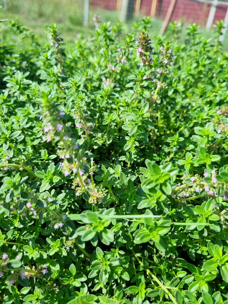 Моя зеленая кочка