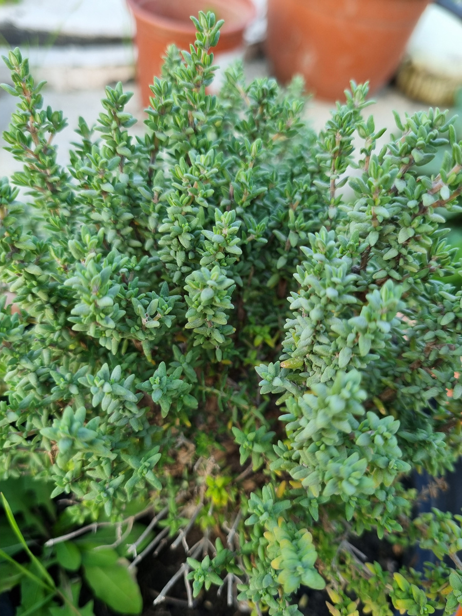 Чабрец сахарный