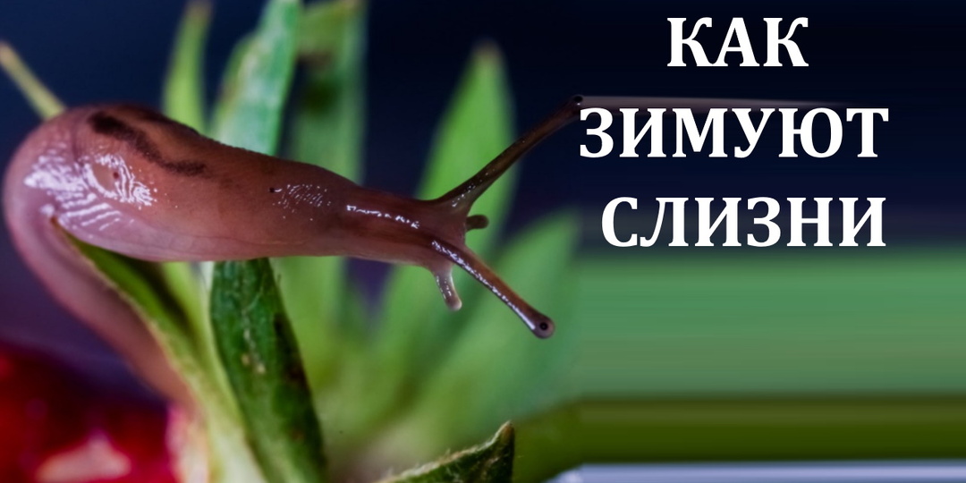 Гибнут или нет слизни зимой