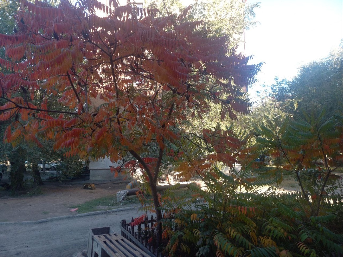 Вот такое дерево растет у моей бабушки в палисаднике.