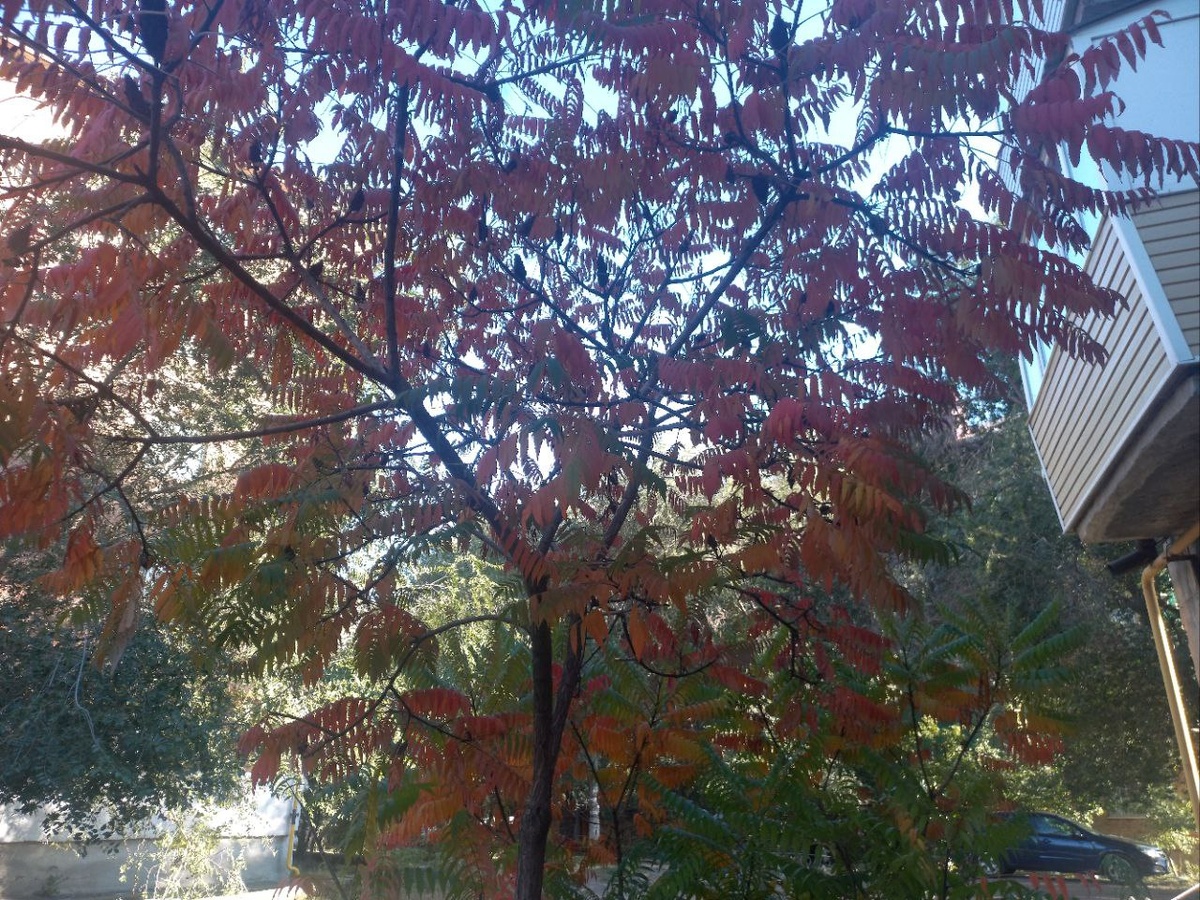 Сумах оленерогий (уксусное дерево)