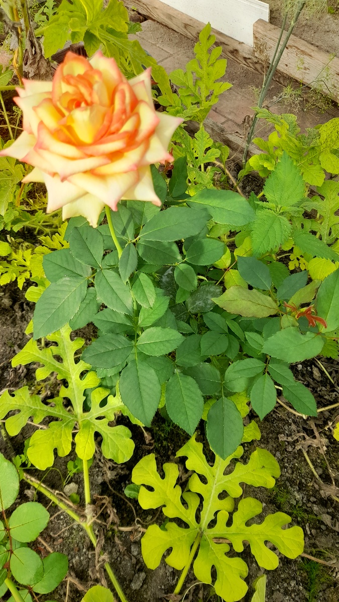 Фото с первым цветением, такое попалось