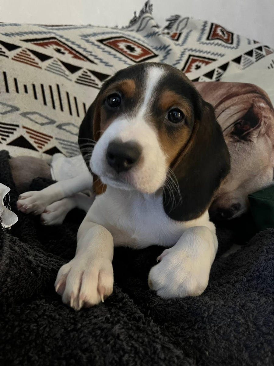 Наша маленькая кулебяка