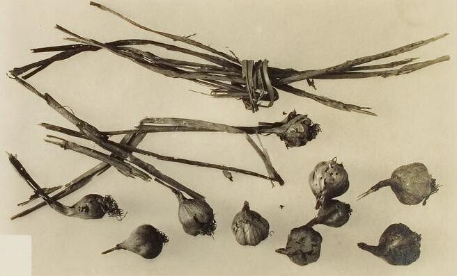    Чеснок, найденный в гробнице Тутанхамона Фото: Harry Burton, общественное достояние