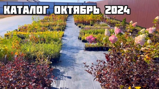 Шматова питомник. Каталог октябрь 2024 Воронеж. Отправка по России.