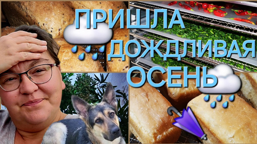 Хлеб белый и хлеб серый/Осень становится дождливой🌧️/ОДНА В ДЕРЕВНЕ👱🏼‍♀️