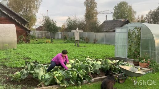 Летом столько не собирала/ Капуста/ Дела огородные/