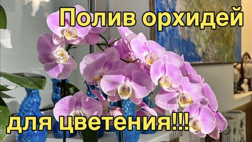 Пышное цветение своими руками! 🔥😜🌸 #орхидея #фаленопсис #полив