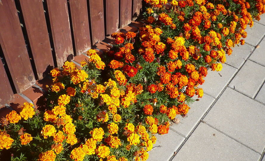 Посев бархатцев осенью. Только опытный садовод знает, какие преимущества это дает