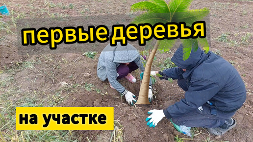 Первые деревья на участке | как посадить дерево правильно???