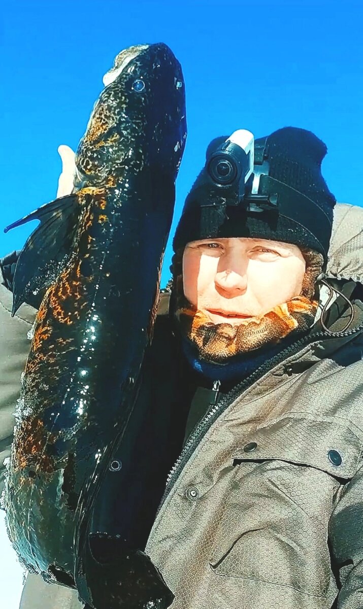 Налим в Карелии