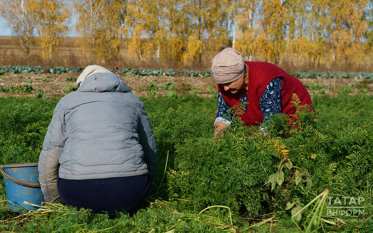 Если вы еще не убрали поздние овощи, такие как морковь, свекла, можно к этому приступать. Фото: © Салават Камалетдинов / «Татар-информ»