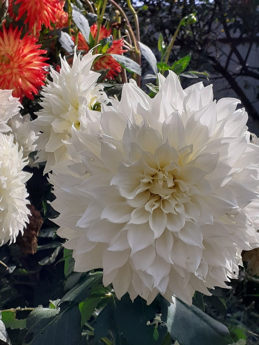 Диаметр почти 30 см