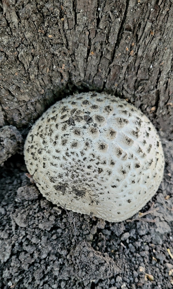 Ложнодождевик обыкновенный