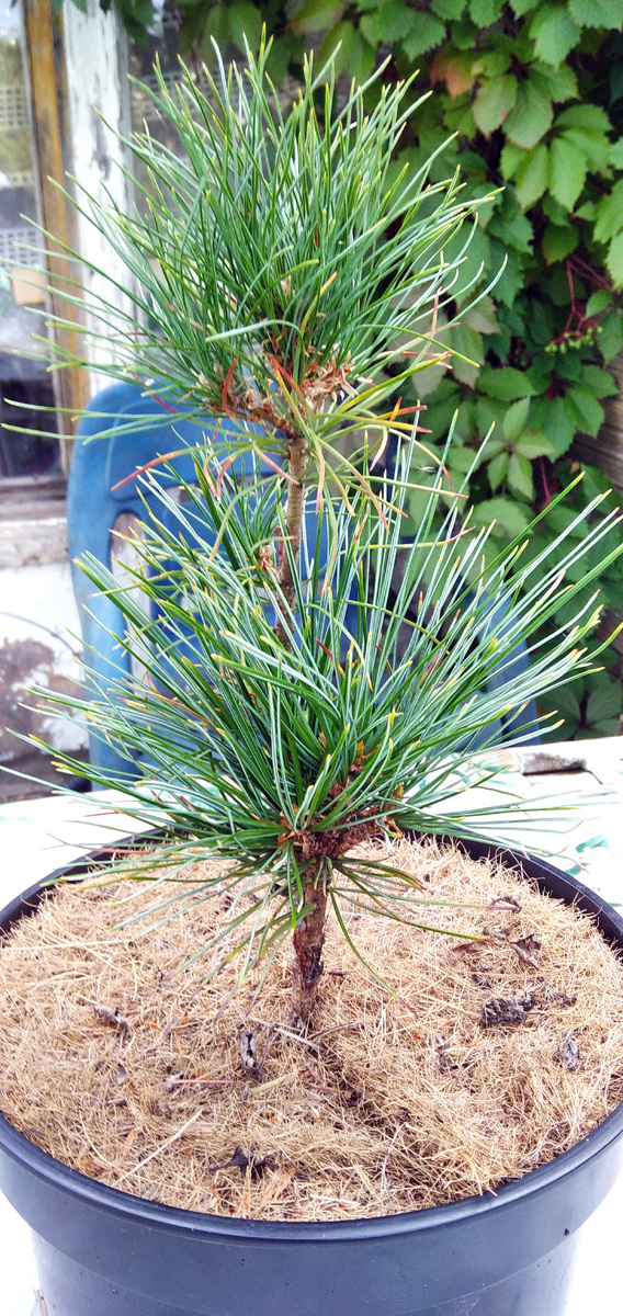Кедр корейский «Байшан» (Pinus koraiensis «Baishan») после 3-х месяцев в контейнере.