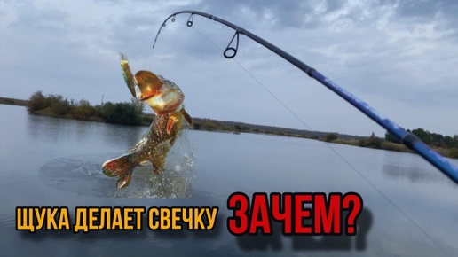 Щука делает свечку ЗАЧЕМ??ОСЕННЯЯ РЫБАЛКА НА СПИННИНГ!!