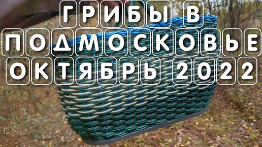 Есть ли грибы в Подмосковье сейчас в октябре 2022