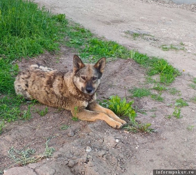 Фото здесь и далее: группа автономной некоммерческой зоозащитной организации «Жизнь» в соцсети «ВКонтакте»