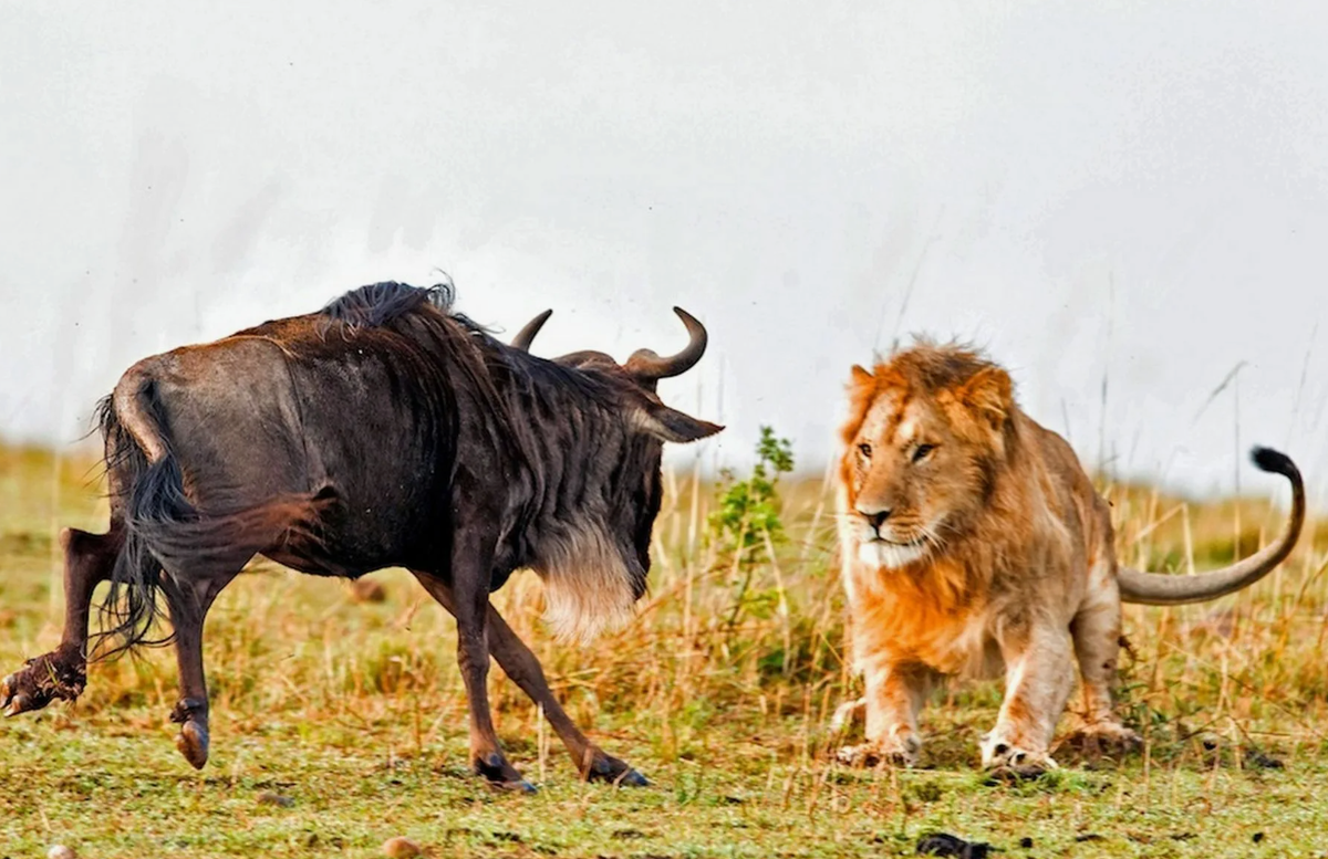 Молодой лев против Антилопы Гну